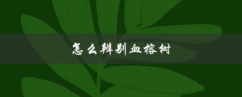 怎么辨别血榕树（榕树与菩提树如何辨别）