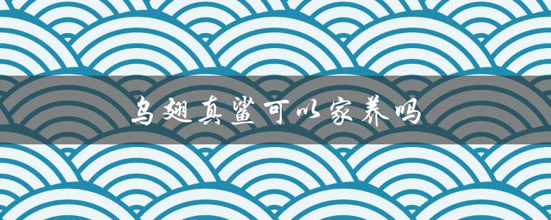 乌翅真鲨的家养难度和注意事项