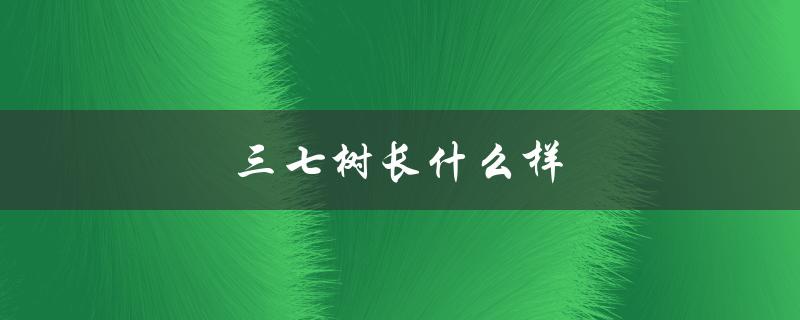 三七树长什么样（三七树是什么）