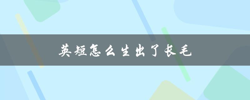 英短怎么生出了长毛（英短会长毛吗）