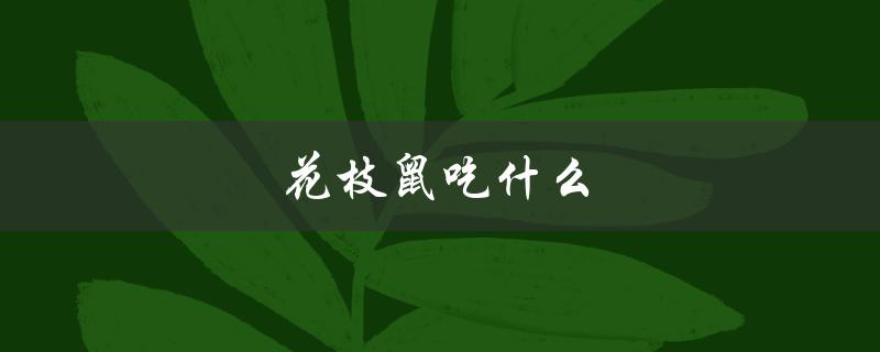 花枝鼠吃什么（花枝鼠的主食是什么）