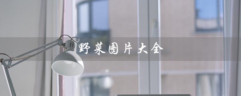 野菜图片大全（哪些野菜可食用）