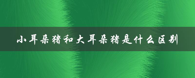 小耳朵猪和大耳朵猪是什么区别（小大耳朵猪有何不同）