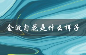 金波旬花是什么样子（金波旬花的种类和特点）