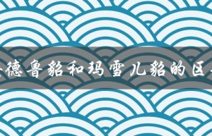 安德鲁貂和玛雪儿貂的区别（貂子马雪儿和安德鲁的区别是什么）