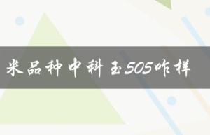 玉米品种中科玉505咋样（玉米种子科玉505价格）
