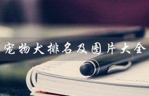 宠物犬排名及图片大全（宠物犬排名及图片大全）