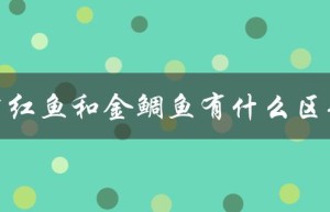 章红鱼和金鲷鱼有什么区别（外观、生态环境、食性等方面的比较）