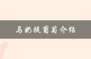 马奶提葡萄介绍（什么是马奶提葡萄）