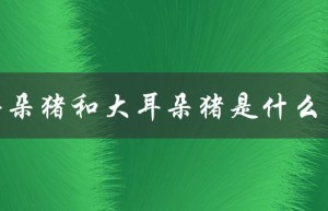 小耳朵猪和大耳朵猪是什么区别（小大耳朵猪有何不同）