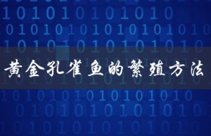 黄金孔雀鱼的繁殖方法（从选配到孵化的全过程）