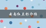 云南红豆杉介绍（云南红豆杉有何功效）