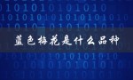 蓝色梅花是什么品种（粉梅花是什么品种）