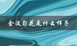 金波旬花是什么样子（金波旬花的种类和特点）