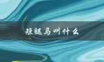 短腿马叫什么（短腿马价格多少）