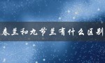 春兰和九节兰有什么区别（从外观、生长环境和用途三个方面分析）