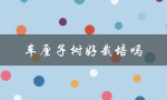 车厘子树好栽培吗（车厘子树苗怎么种）