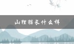 山狸猫长什么样（狸猫的外貌特征是什么）
