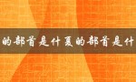 夏的部首是什夏的部首是什么（探究汉字部首的意义和作用）