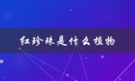 红珍珠是什么植物（根鸟里红珍珠是何植物）