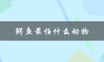 鳄鱼最怕什么动物（鳄鱼最怕哪种动物）