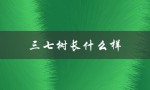 三七树长什么样（三七树是什么）