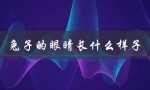 兔子的眼睛长什么样子（兔子的眼睛是什么样的）