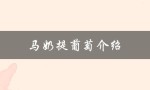 马奶提葡萄介绍（什么是马奶提葡萄）