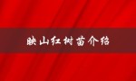 映山红树苗介绍（映山红树苗价）