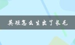 英短怎么生出了长毛（英短会长毛吗）