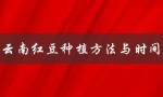 云南红豆种植方法与时间（什么是云南红豆）