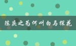 陈庆之为何叫白马探花（陈二狗手下最猛将是谁）
