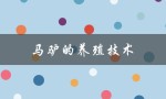 马驴的养殖技术（如何养殖驴）