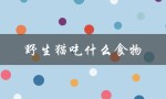 野生猫吃什么食物（猫能吃什么）