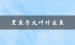 黑鱼子又叫什么鱼（什么是黑鱼子酱）