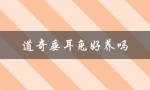 道奇垂耳兔好养吗（如何养道奇垂耳兔）