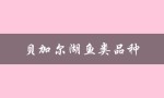 贝加尔湖鱼类品种（贝加尔湖有哪些鱼类资源）